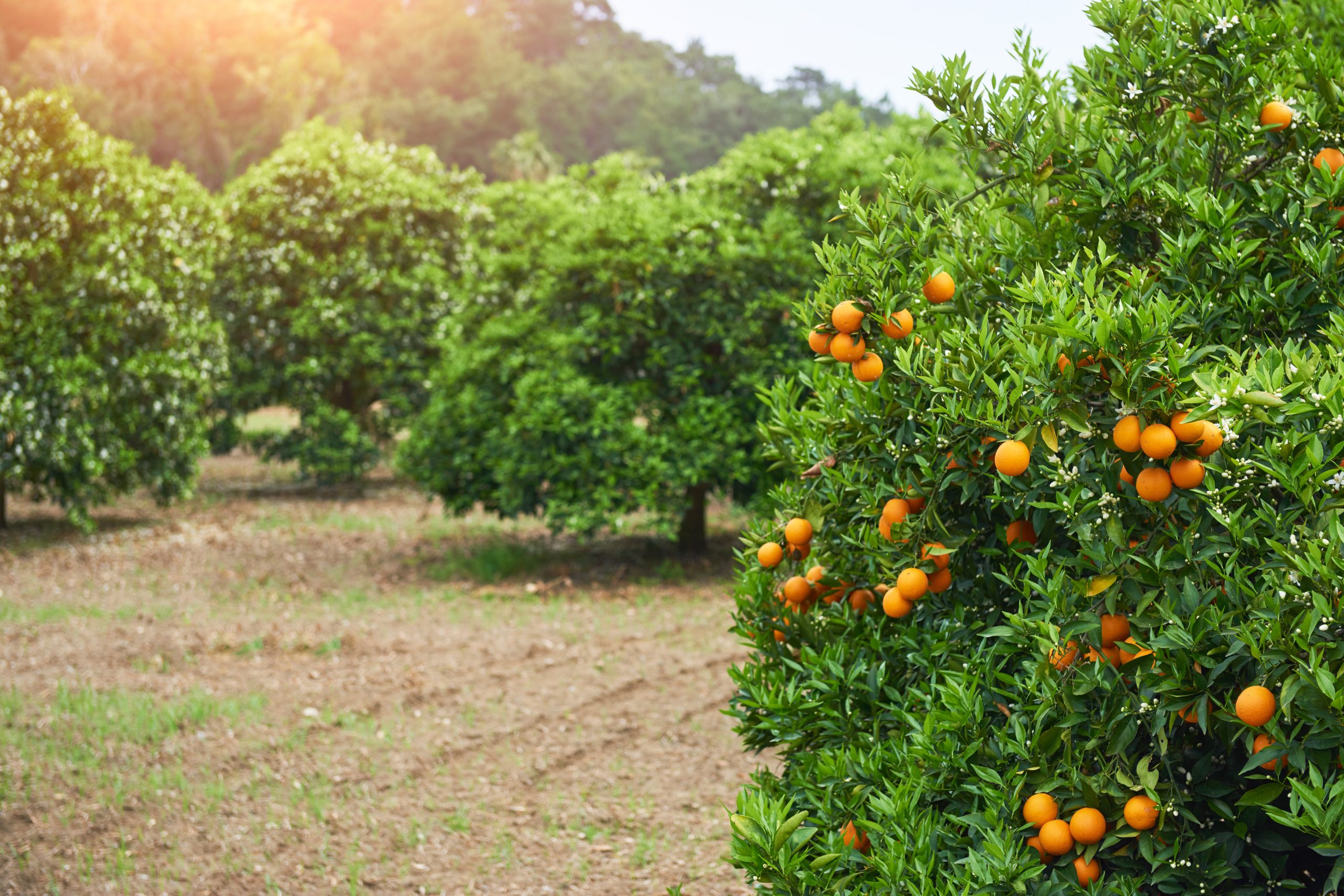 Ayudas agrícolas en la Comunidad Valenciana: tipos, requisitos y cómo solicitarlas